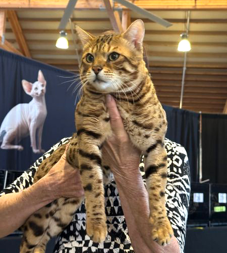 Rusty at his first LCWW show Stratokatzter Bengals